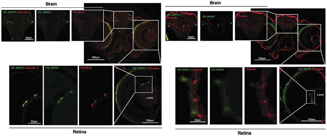 그림 34. Transgenic zebrafish(fli1:EGFP) 뇌혈액관문과 망막혈관장벽을 구성하는 tight junction 단백질의 발현차이