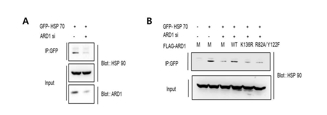 그림 36. ARD1에 의한 HSP70과 HSP90의 결합 조절