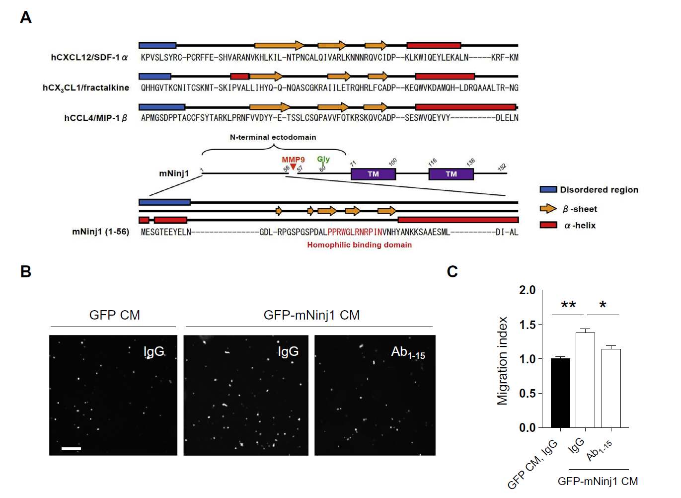 그림 39. MMP9에 의해 잘려진 N-terminal Ninjurin1 조각의 chemokine-like activity