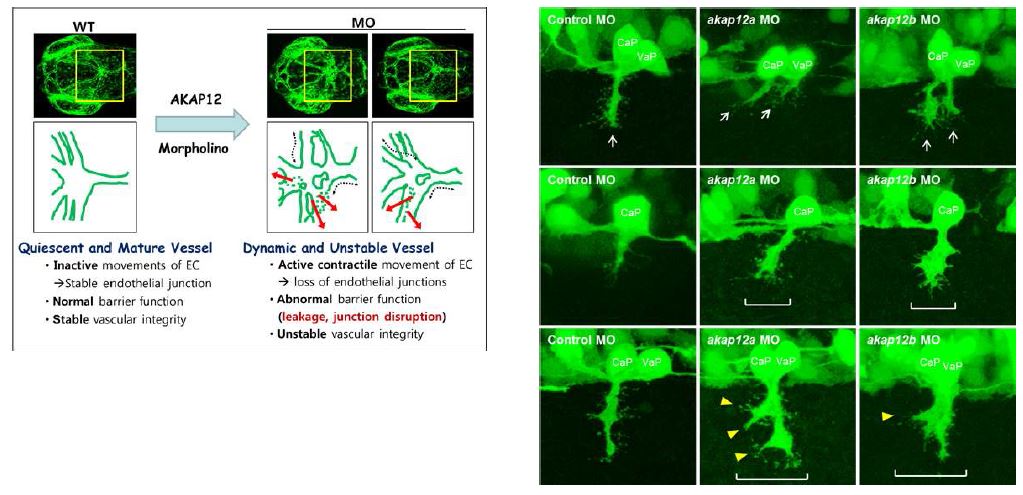 그림 40. AKAP12 발현을 억제한 제브라피쉬 혈관 ? 신경계의 발생결함