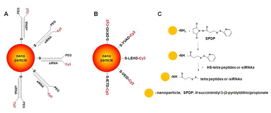 그림 3.1. 나노입자와 siRNA, 펩타이드 결합
