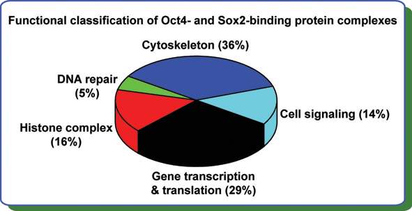 그림 1: Oct4 및 Sox2 결합단백질의 기능적 분석