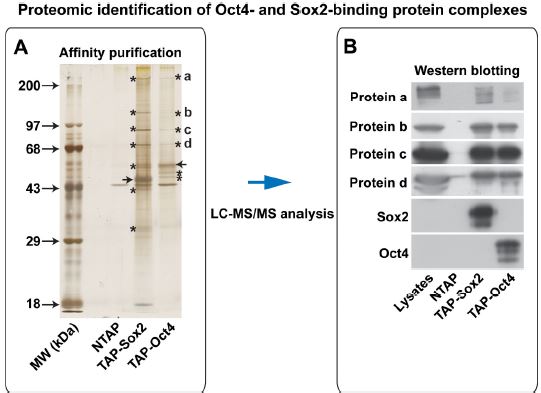 그림 2: Oct4 및 Sox2 결합 단백질의 프로테옴 분석