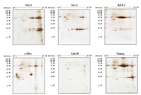 그림 3: 각 리프로그래밍 인자와의 상호작용 단백질 발굴을 위한 면역 침강 후의 2D gel 이미지