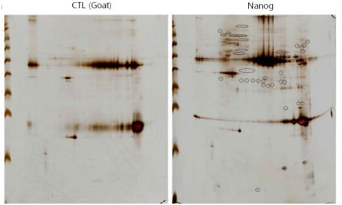 그림 4: 핵단백질 만을 이용한 N anog 결합 단백질 분석 이미지