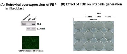 그림 8: FUBP-1의 과발현이 리프로그래밍 효율에 미치는 영향 분석 결과