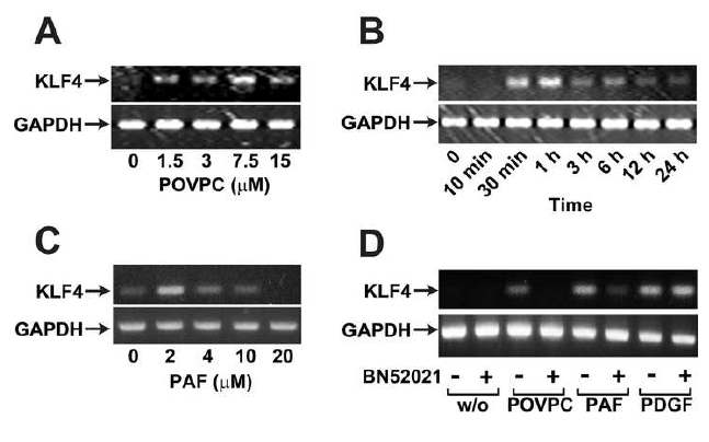그림 13: K LF4 발현촉진인자로서 POVPC, PA F의 발견