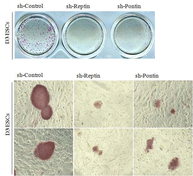 Fig. 18. rept in, pont in의 si lencing이 배아줄기세포의 alkal ine phosphatase 염색정도에 미치는 영향 분석