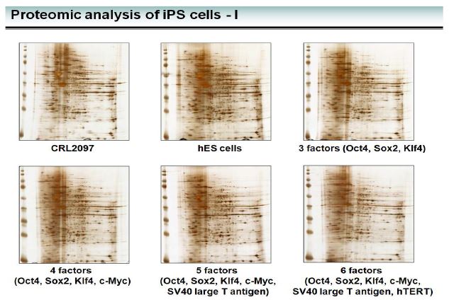 Fig. 22. 성체세포와 역분화 줄기세포 그리고 배아줄기세포주간의 단백질체 분석 결과