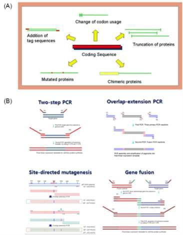 A: PCR 기술을 이용한 단백질 엔지니어링의 응용분야, B: 이용 가능한 다양한 PCR 전략.
