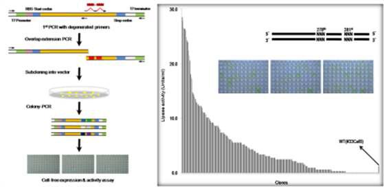 Lipase mutant library의 제작 방법 및 high-throughput 활성 스크리닝.