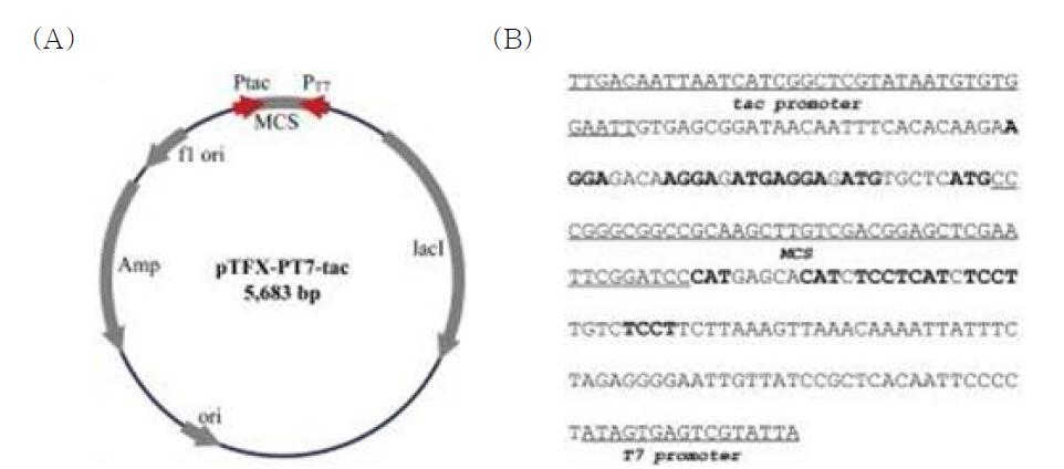 (A) pTFX-PT7-tac vector map, (B) T7 및 tac promoter 로부터 양방향 발현을 유도하기위한 벡터 내 sequence.