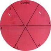 Plate screening을 통한 esterase/lipase 활성을 띠는 positive clone.