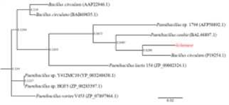 Phylogenetic analysis of the lichenase gene.