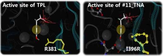 #11번 mTNA와 TPL의 homology model을 통한 기질 결합 부위 비교.