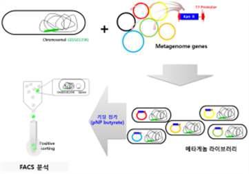 메타게놈 라이브러리로부터 FACS분석을 통해 리파아제 활성을 갖는 효소 탐색 과정.