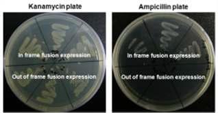 In frame과 out of frame으로 융합된 유전자의 ampicillin에 대한 저항성 유무.