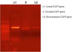 선형 유전자와 비특이적으로 잘려진 재선형화된 유전자.