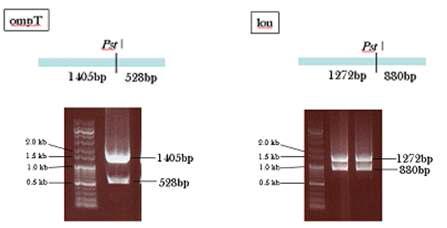 Crossover PCR deletion product의 검증.