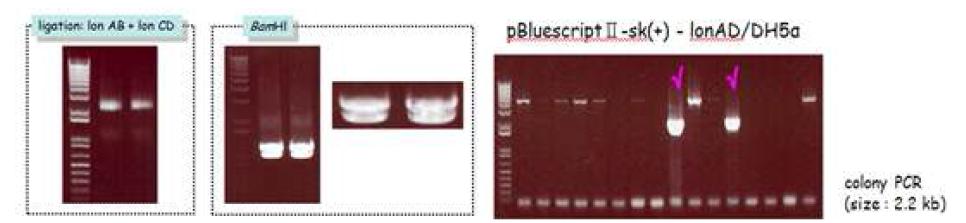 lon up & dwon ligation & corfimation, lon up & down + pBluescript∥-SK(+) colony PCR.