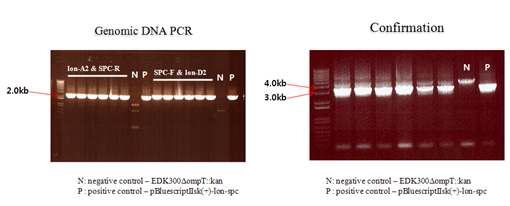 Gene replacement PCR.