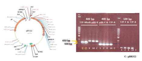 pBR322 vector와 cloning 확인 PCR.