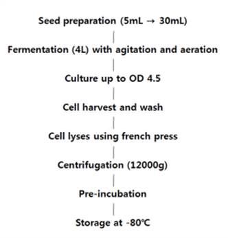 Streptomyces venezuelae 세포 파쇄액 제조 공정.