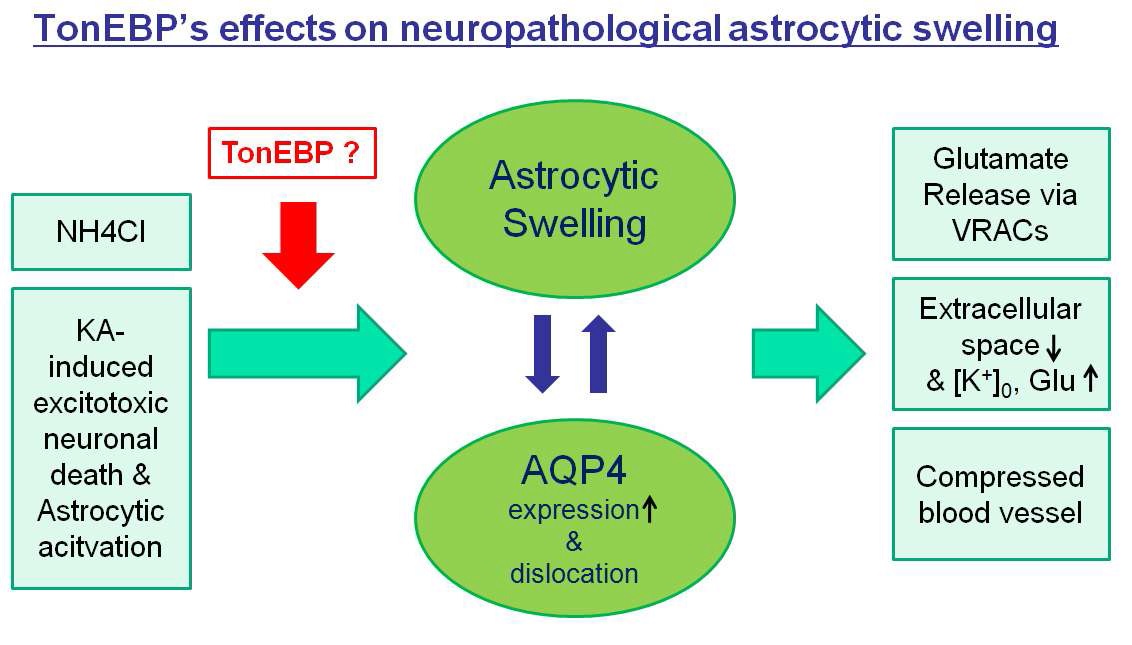 그림 1. 신경계질환에서 astrocytic swelling과 AQP4의 상호작용과 TonEBP에 의한 조절