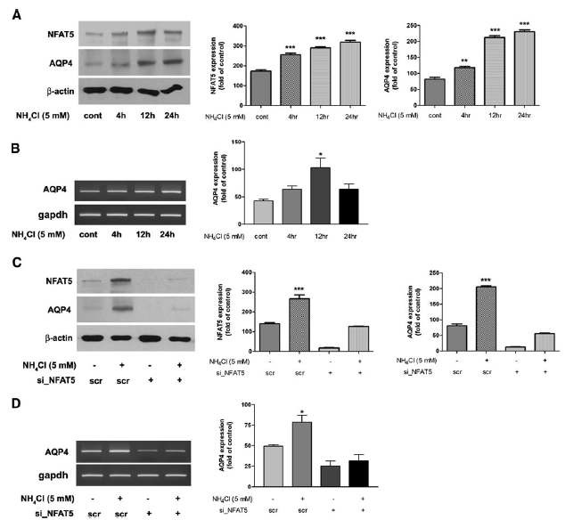 그림 2. NFAT5 is required for AQP4 expression in astrocyte swelling and survival