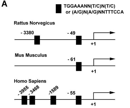 그림 4. A scan of the rat, mouse, and human AQP4 gene promoter in genomic DNA