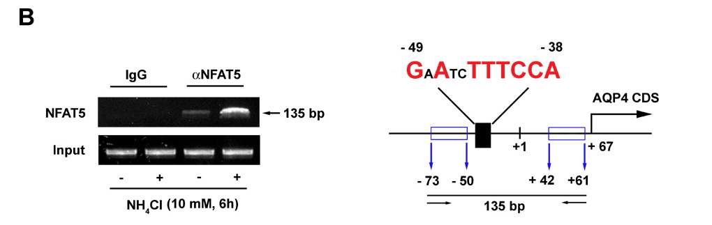 그림 8. Astrocytes treated with ammonia (10 mM; 6 h) were used in a ChIP assay to detect NFAT5 on the AQP4 promoter