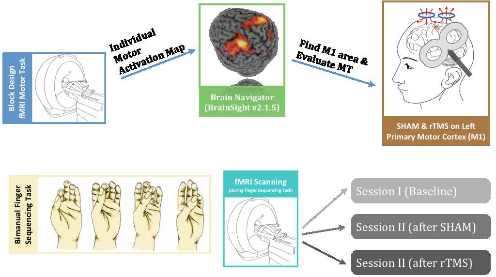 그림 24. rTMS에 의한 운동관련 네트워크의 변화 연구를 위한 실험 패러다임. 피험자는 자극을 맞기 전에 baseline 스캐닝을 시행하고, SHAM 및 rTMS 자극 이후에 fMRI 스캐닝을 시행함.