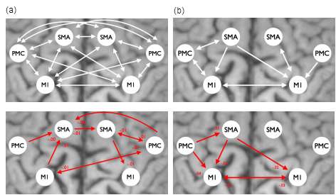 그림 34 A & B matrices of Dynamic causal modeling selected by Bayesian Model Selection. Red arrow means negative neural coupling, which can be interpreted as a inhibitory correlation. Blue arrow is positive neural coupling which represent facilitatory influence. (a) Establishing model for intrinsic connectivity. Intrinsic connectivity of TMS>Base (p<0.05)