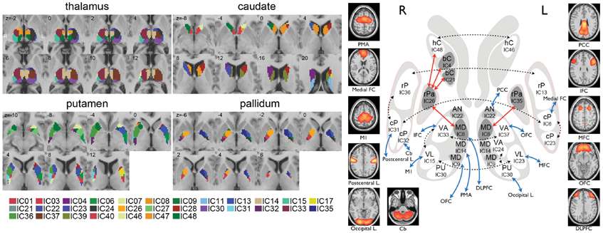 그림 43. 대뇌 기저핵과 시상의 기능적 분할 결과