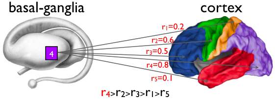 그림 47. 대뇌 기저핵 구획의 예