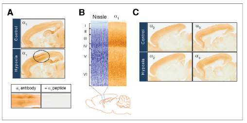 그림 74. 저산소 환경에서의 흰 쥐 운동 피질의 GABA-A 수용체 α1서브 유닛의 증가. (A) 면역조직화학법을 통해 수행한 결과 (B) 니슬염색을 통한 운동영역의 정의. (C)α2,α3에서는 크게 달라진 점이 없었다.