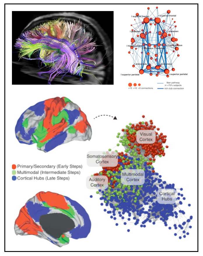 그림 2. 뇌의 구조적 신경 연결 분포 및 기능적 신경 연결성 연구를 통해 밝힌 정상인 뇌의 네트워크 패턴의 이해