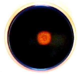 CAS agar plate assay에 사용되는 CAS가 포함된 agar plate의 예시; plate에 생성된 미생물 콜로니 주변의 오렌지 색으로의 변화가 사이드로포어 분비를 의미한다.