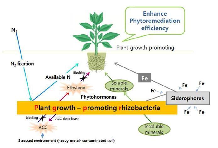식물 생장 촉진 미생물(plant growth promoting rhizobacteria, PGPR)의 다양한 기작들