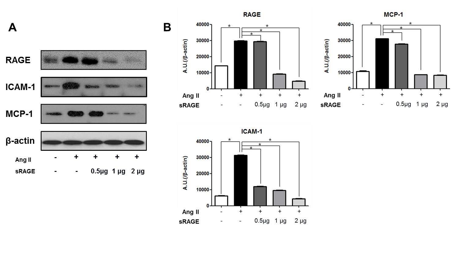 그림 7. Effect of sRAGE in ApoE KO mice on protein levels