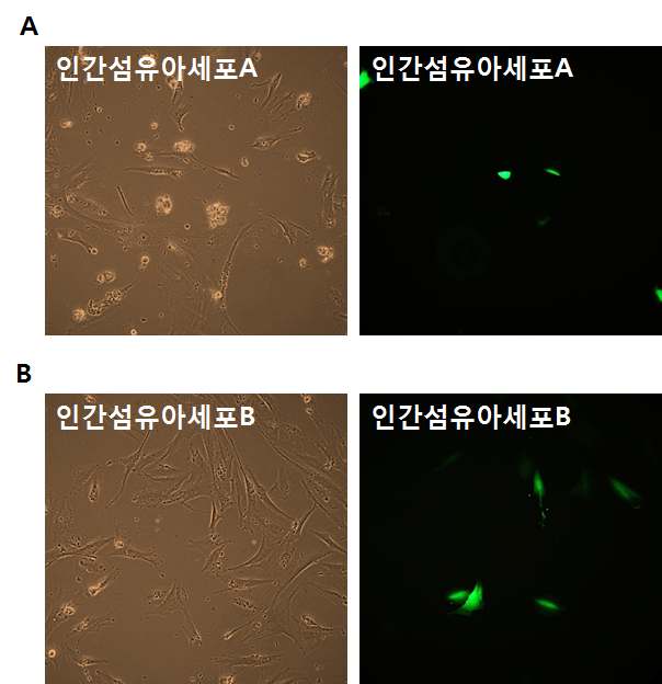 두 종류의 인간 섬유아세포에 나노파티클을 이용하여 GFP유전자를 도입함.