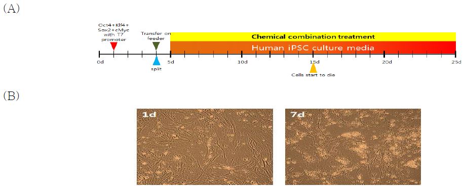 인간 섬유아세포 B에 나노파티클을 이용하여 인간 역분화 인자를 도입한 후 화학물질과 함께 역분화를 유도