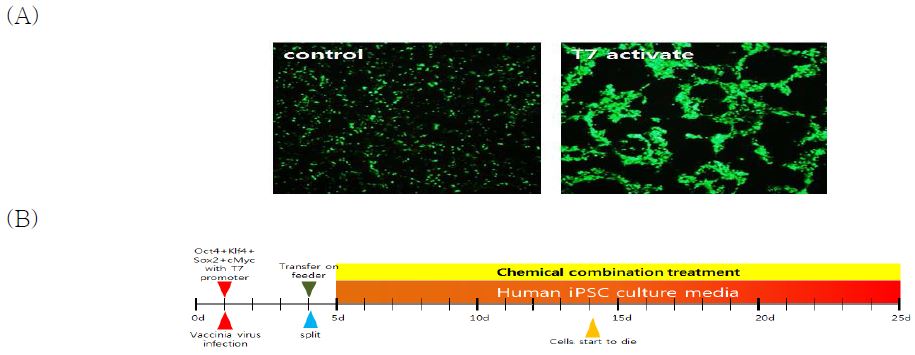인간 섬유아세포 B 에 나노파티클을 이용하여 인간 역분화 인자를 도입한 후 T7 promoter 활성화 후, 화학물질과 함께 역분화를 유도