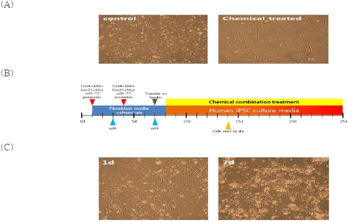 인간 섬유아세포 B 에 나노파티클을 이용하여 인간 역분화 인자를 연속으로 도입한 후 화학물질과 함께 역분화 유도.