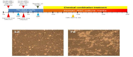 인간 섬유아세포 B 에 나노파티클을 이용하여 인간 역분화 인자를 연속으로 도입한 후 화학물질로 회복시키고, T7 promoter 활성화와 화학물 처리로 역분화 유도