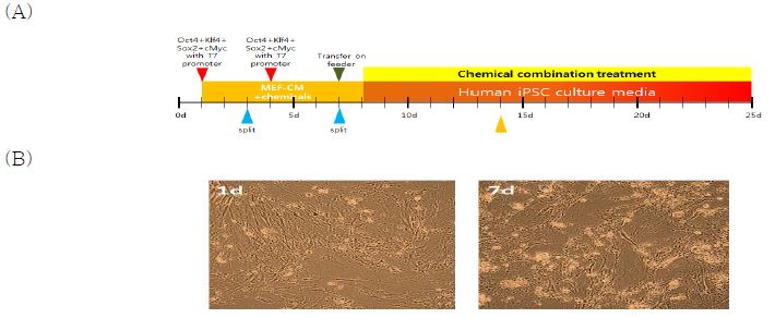 인간 섬유아세포 B 에 나노파티클을 이용하여 인간 역분화 인자를 연속으로 도입한 후 MEF-CM으로 회복시키고, 화학물질과 함께 역분화를 유도