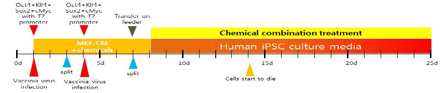 인간 섬유아세포 B에 나노파티클을 이용하여 인간 역분화 인자를 연속으로 도입한 후 MEF-CM으로 회복시키고 T7 promoter 활성화, 화학물질과 함께 역분화를 유도