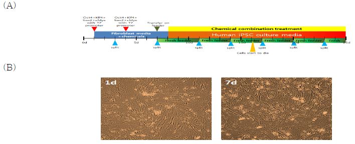 인간 섬유아세포 B 에 나노파티클을 이용하여 인간 역분화 인자를 연속으로 도입한 후 화학물질과 함께 역분화를 유도.