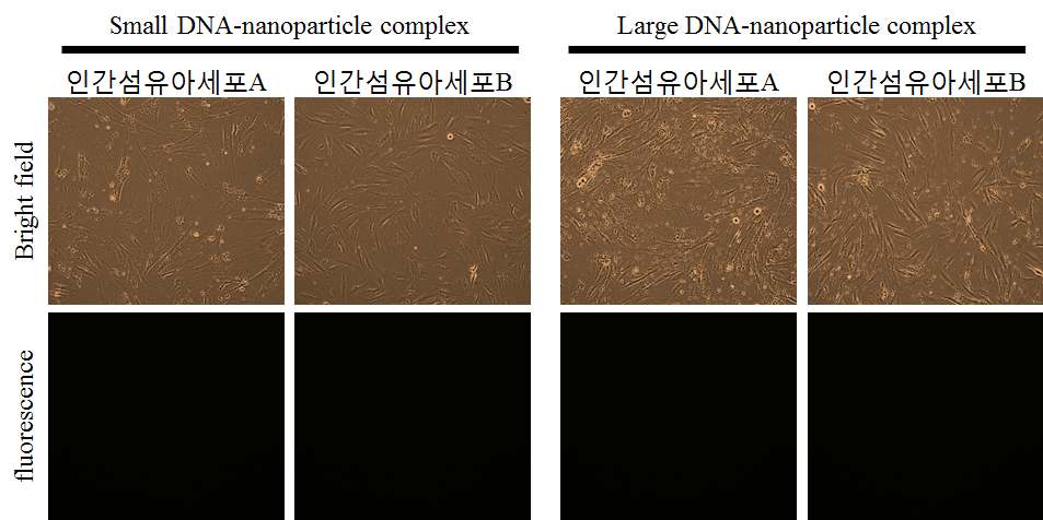 새롭게 선정한 나노파티클을 이용하여 GFP 형광 유전자를 도입하고 형광의 발현을 확인함.