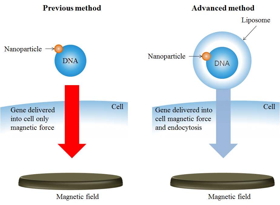 기존의 나노파티클 기반 유전자 도입방법(왼쪽)과 개선된 유전자 도입방법(오른쪽)
